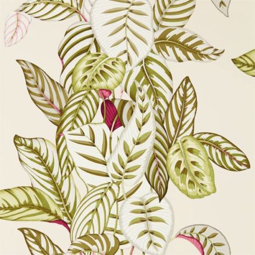 Calathea 216631